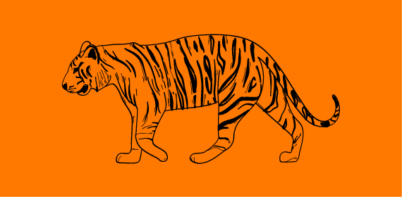tigre